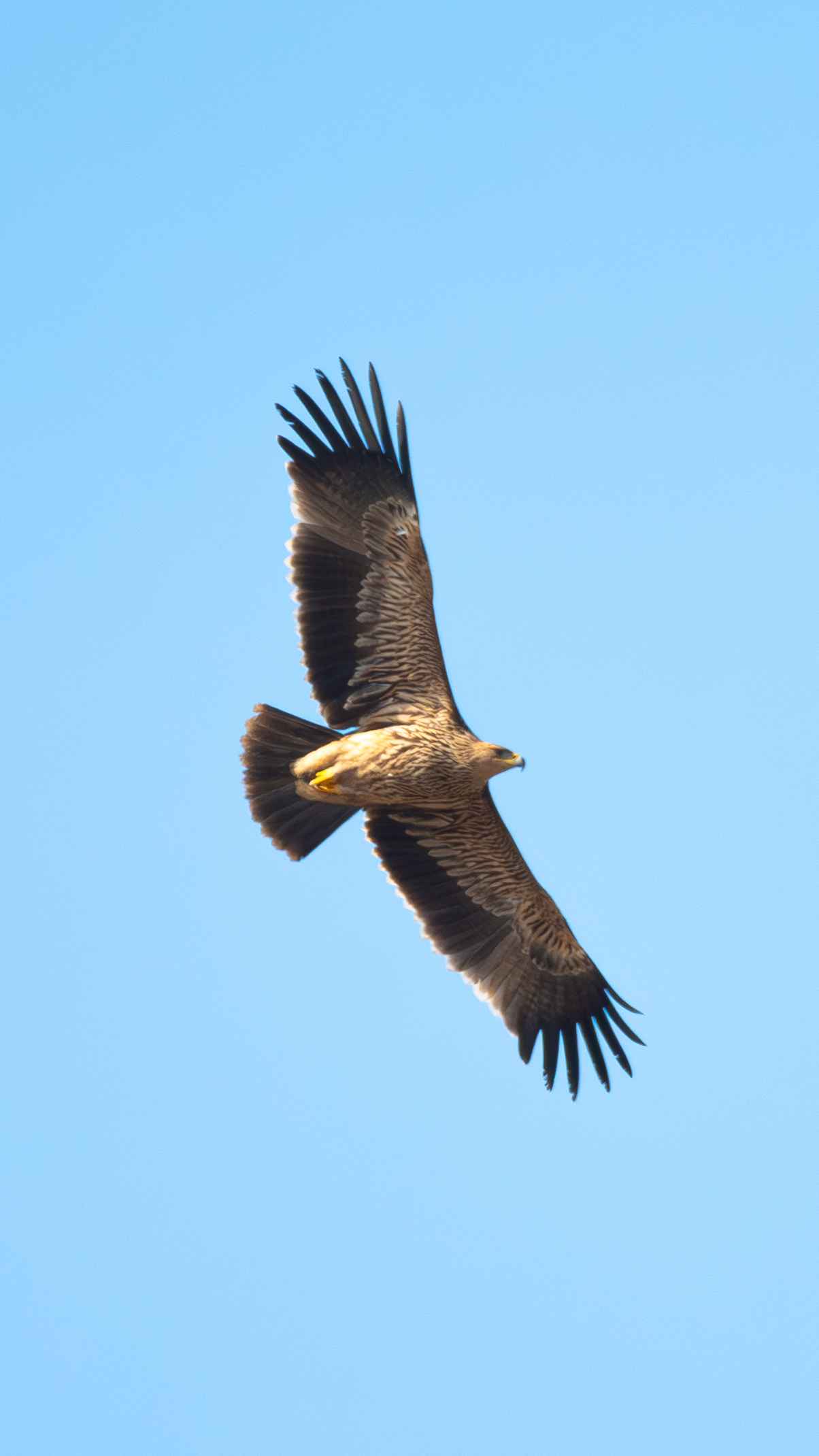 Imperial Eagle
